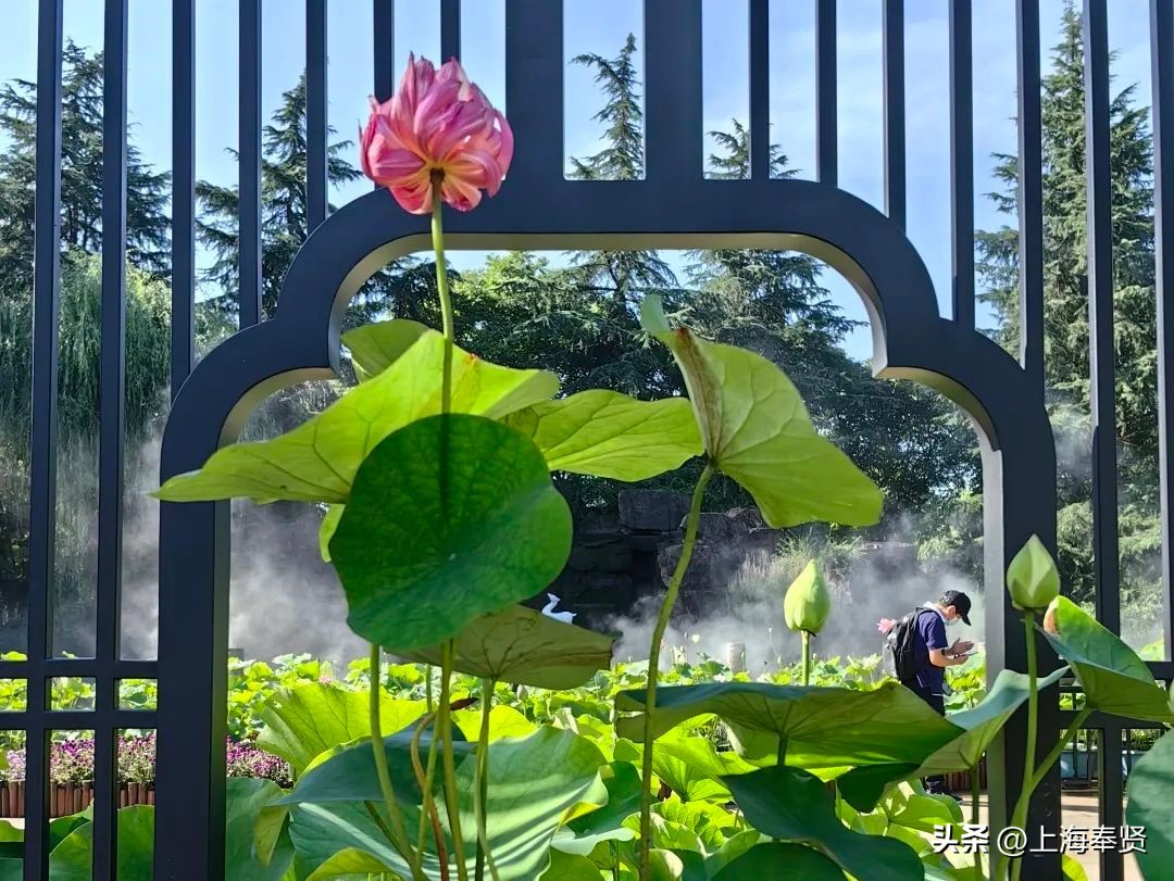 夏日赏荷好去处,奉贤哪里可以赏荷花