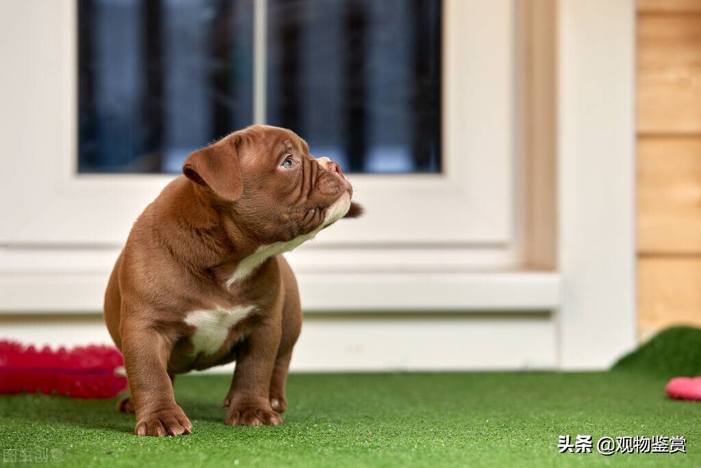 狗狗张开嘴巴想咬人是什么原因,狗狗开口咬人