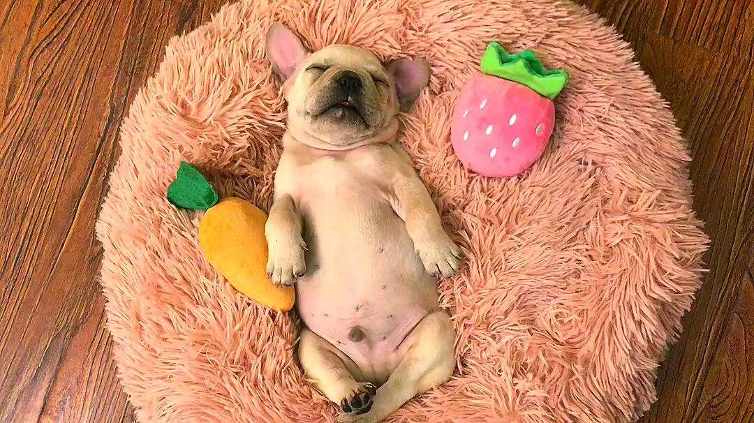 30斤法斗一天吃多少狗粮,法斗吃什么牌子狗粮好