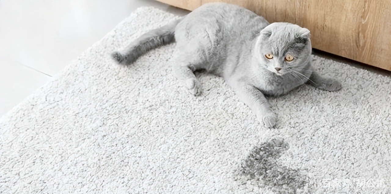 猫咪膀胱炎好了又乱尿怎么办,如何防止猫咪在床上乱拉乱尿