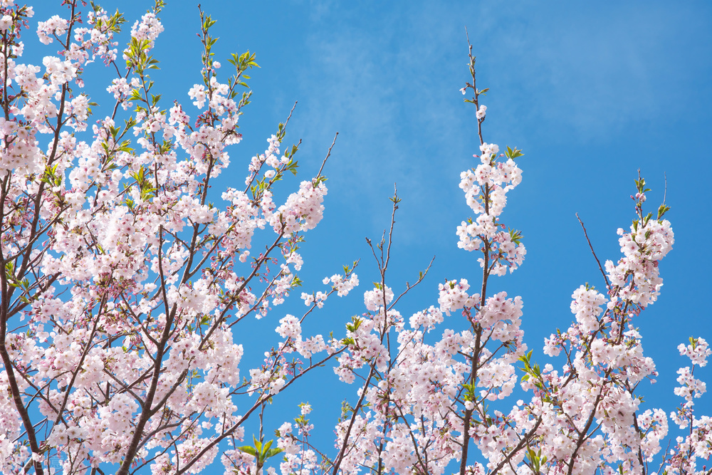 保持好身材的100个小技巧,保持好身材的饮食习惯