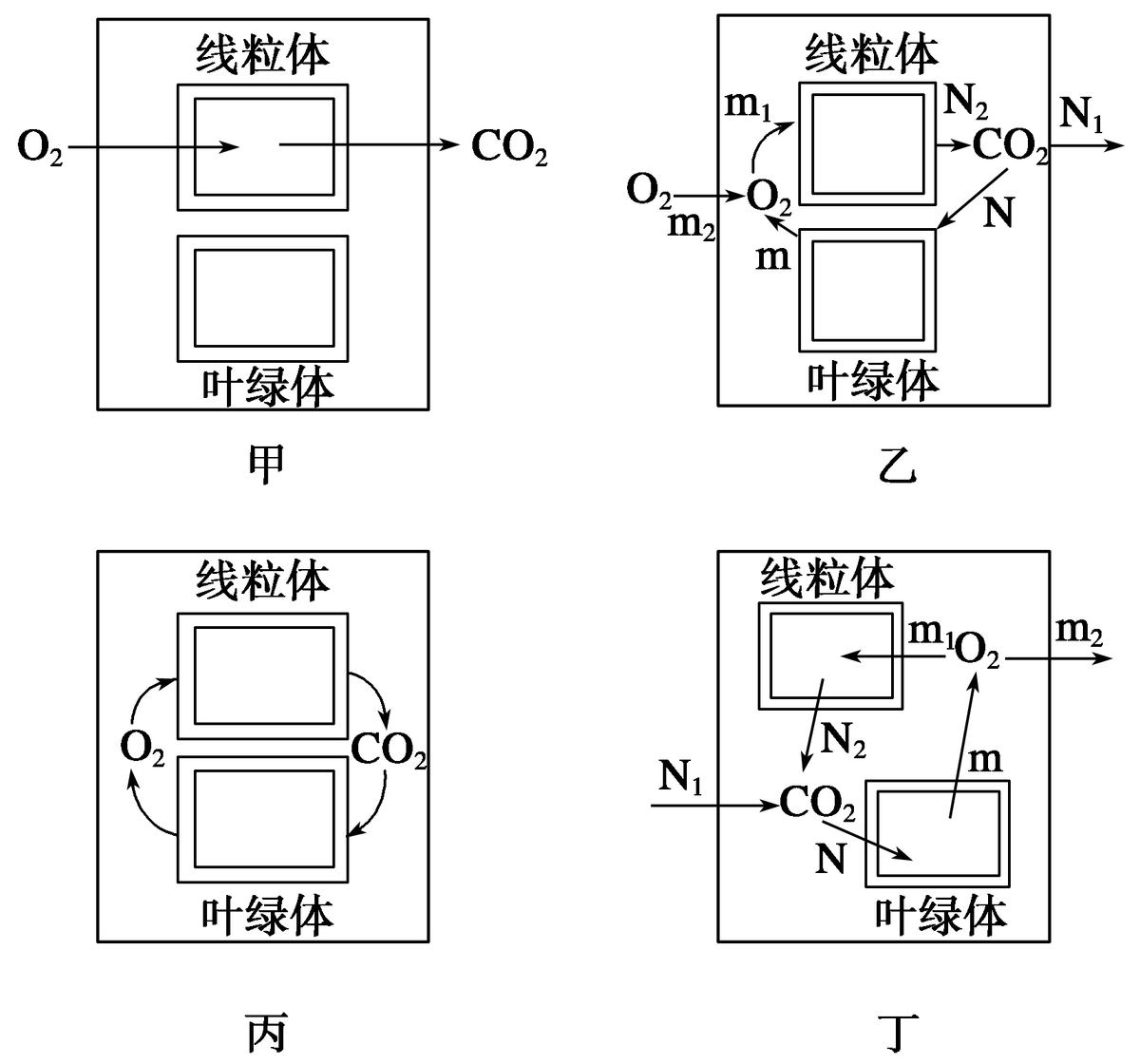 高中生物细胞代谢产生什么物质,高中生物细胞代谢视频