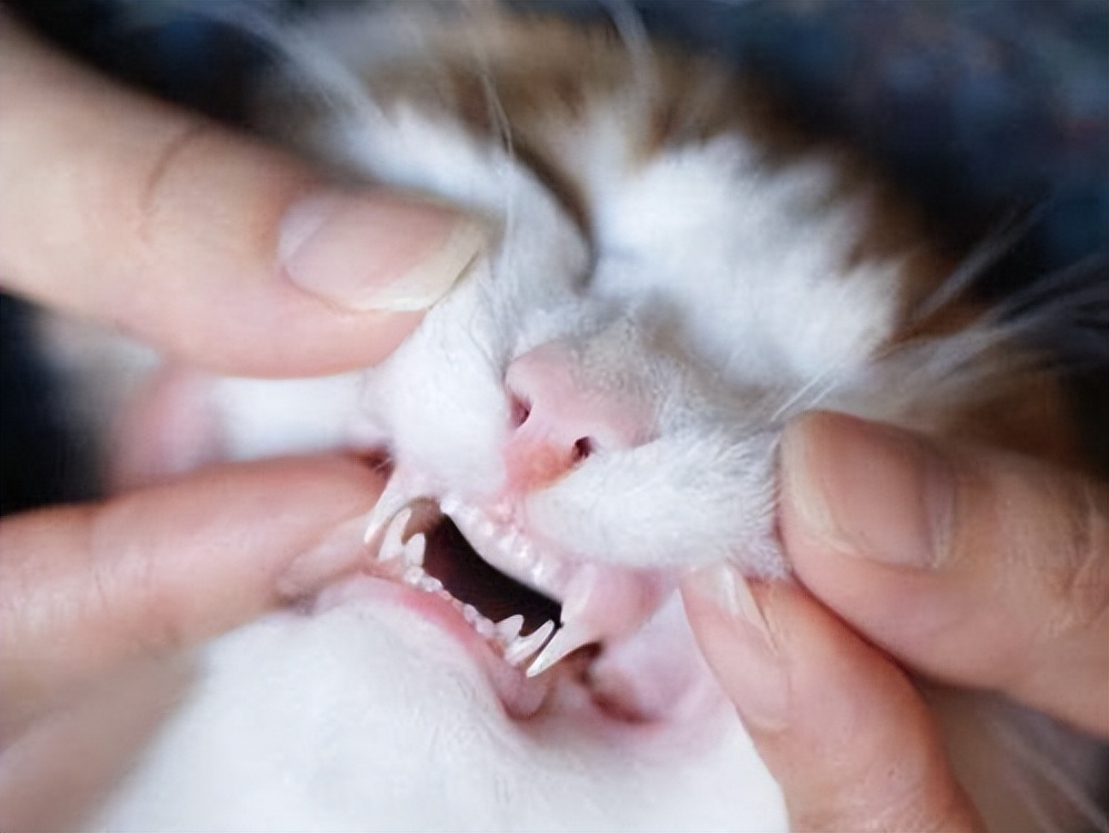 猫咪身体有虫会有什么表现,猫咪身上有黑色的小虫子是什么虫