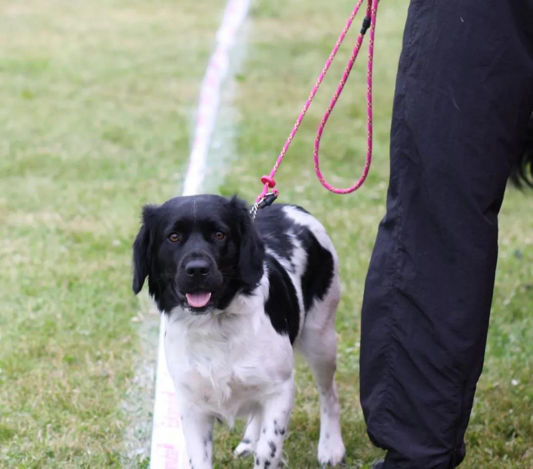 遛狗时遇到不拴绳的狗怎么办,遛狗遛不动怎么办