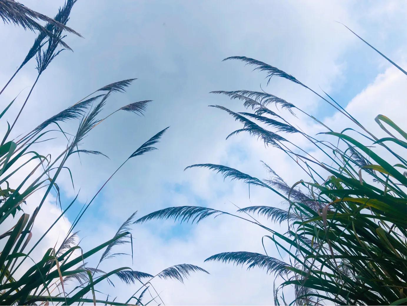 閲戝爞椴滆姳灞辫胺鍊煎緱鍘诲悧,閲戝爞椴滆姳灞辫胺娓歌