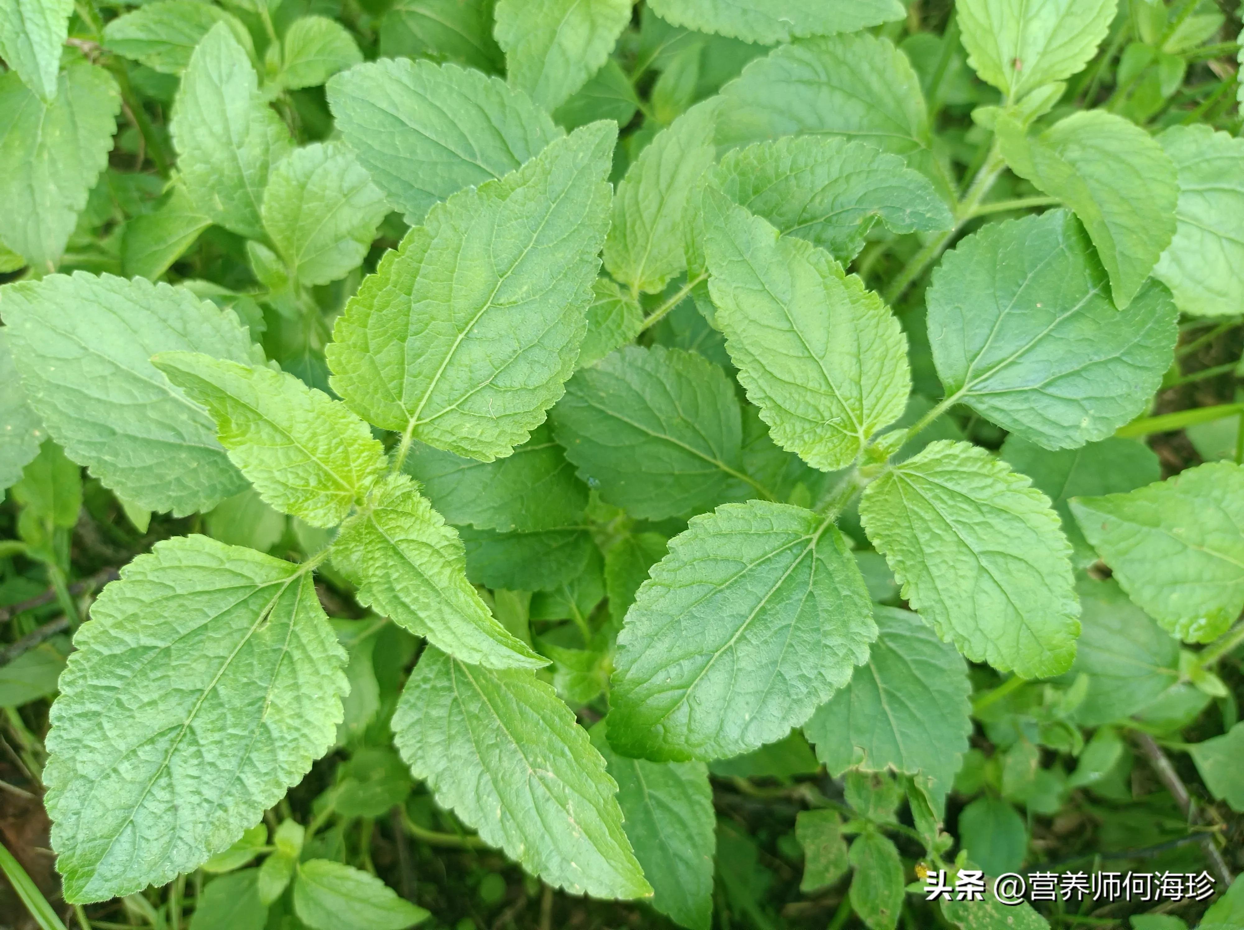 因味臭而嫌弃，老中医却称为“万花油”，老人才懂它，农村遍地是