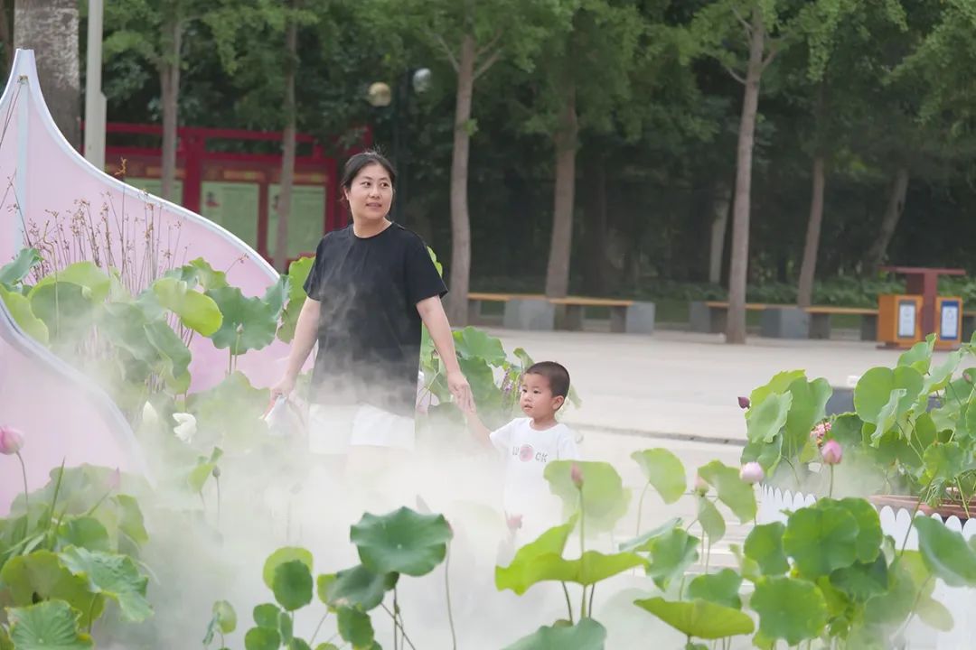 顺义公园荷花盛开,顺义这片30余亩荷花海惊艳盛放