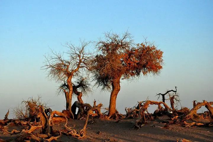 鸭子被狗抓伤怎么办,鸭子和小鸡抓伤要不要打疫苗