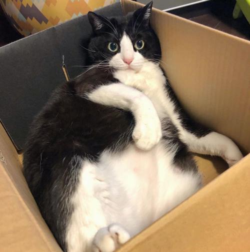 奶牛猫吐黄色的水是什么原因,奶牛猫吐了怎么办