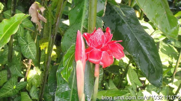 风情三亚之六：兴隆热带植物园