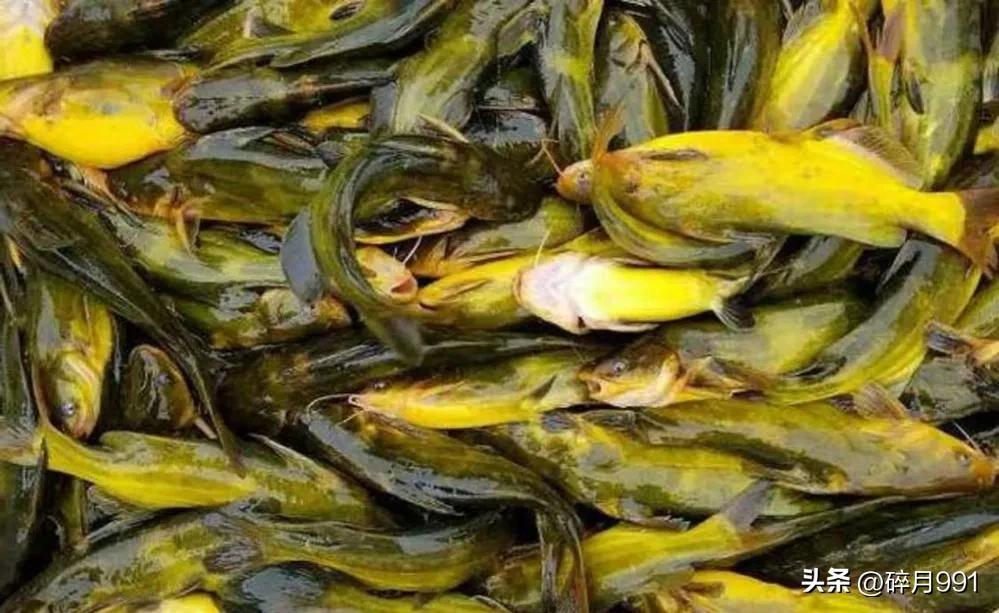 钓鱼人最喜欢吃哪一种淡水鱼,青鱼草鱼鲫鱼鲤鱼淡水鱼