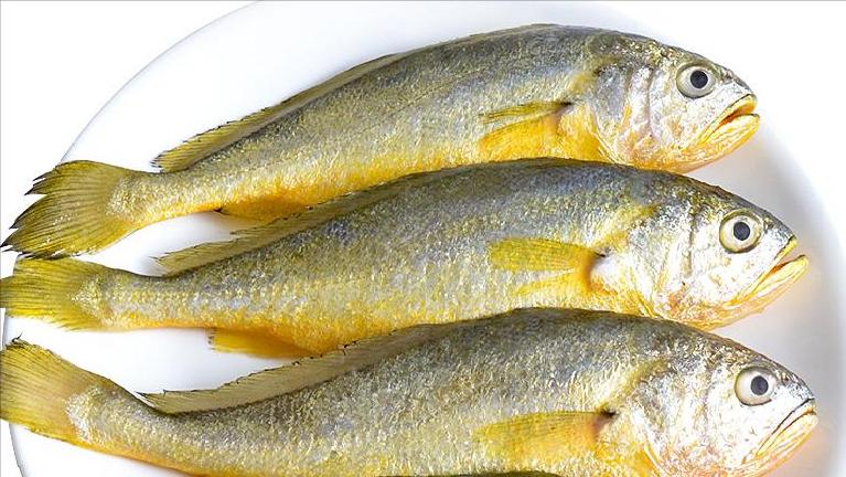 如何区别认识市面上常见的几种鱼,各种鱼怎么分类