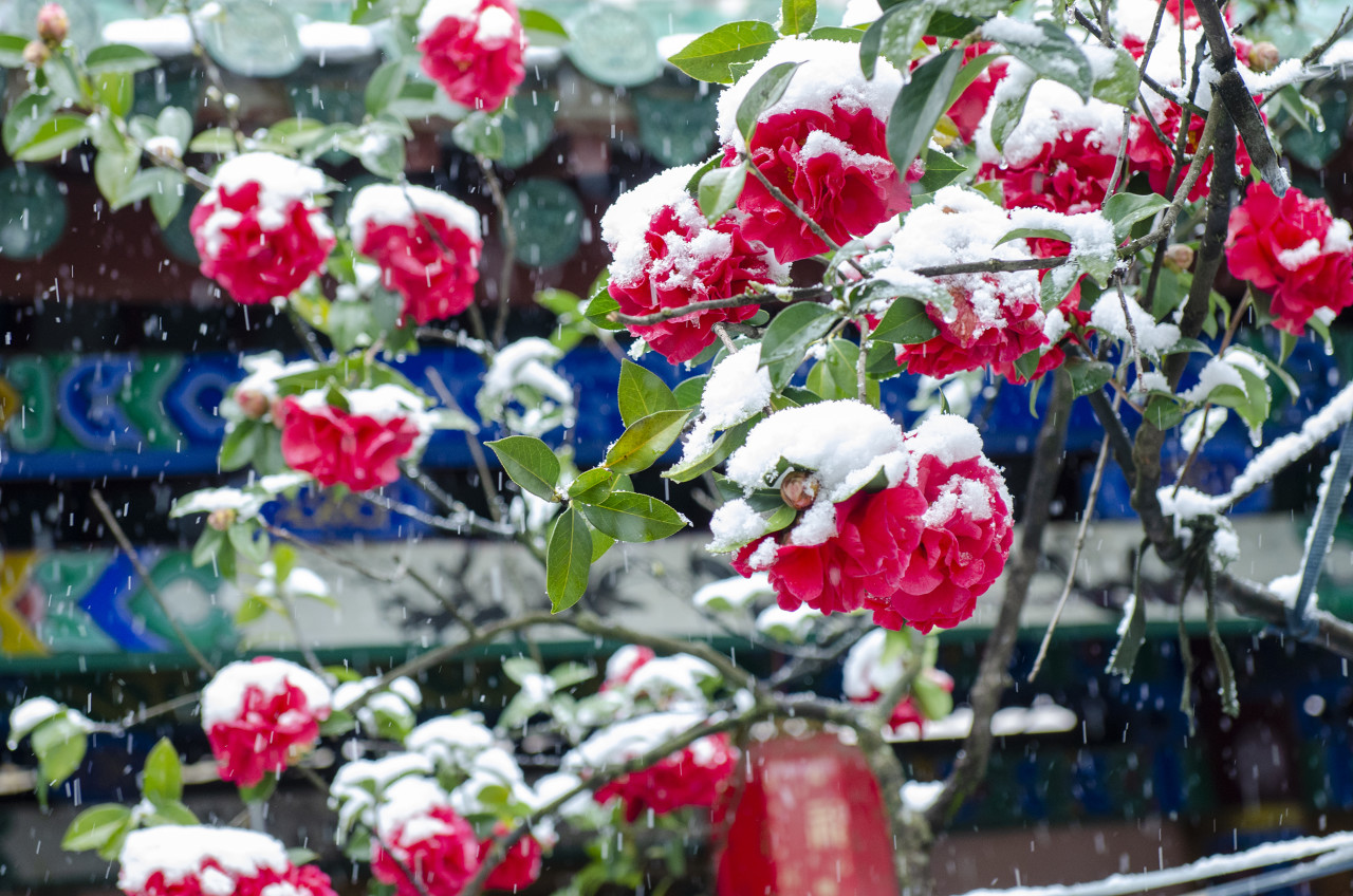 中国名花盆栽,茶花十大名花