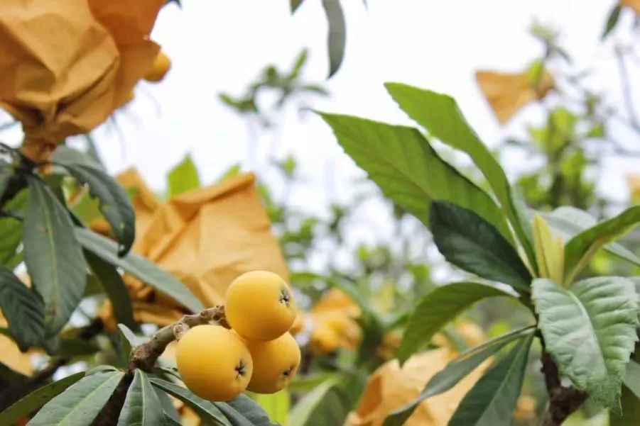 好消息半价机票,景区半价好消息怎么表达