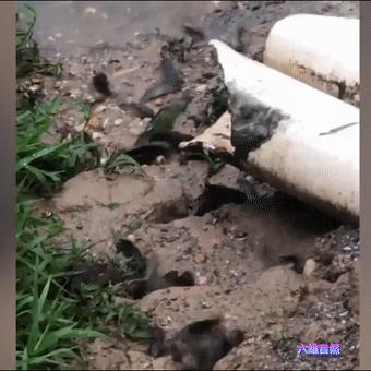 男子开门遇到小鲫鱼，次日发现更多鱼爬上岸，过山鲫为啥离开水？