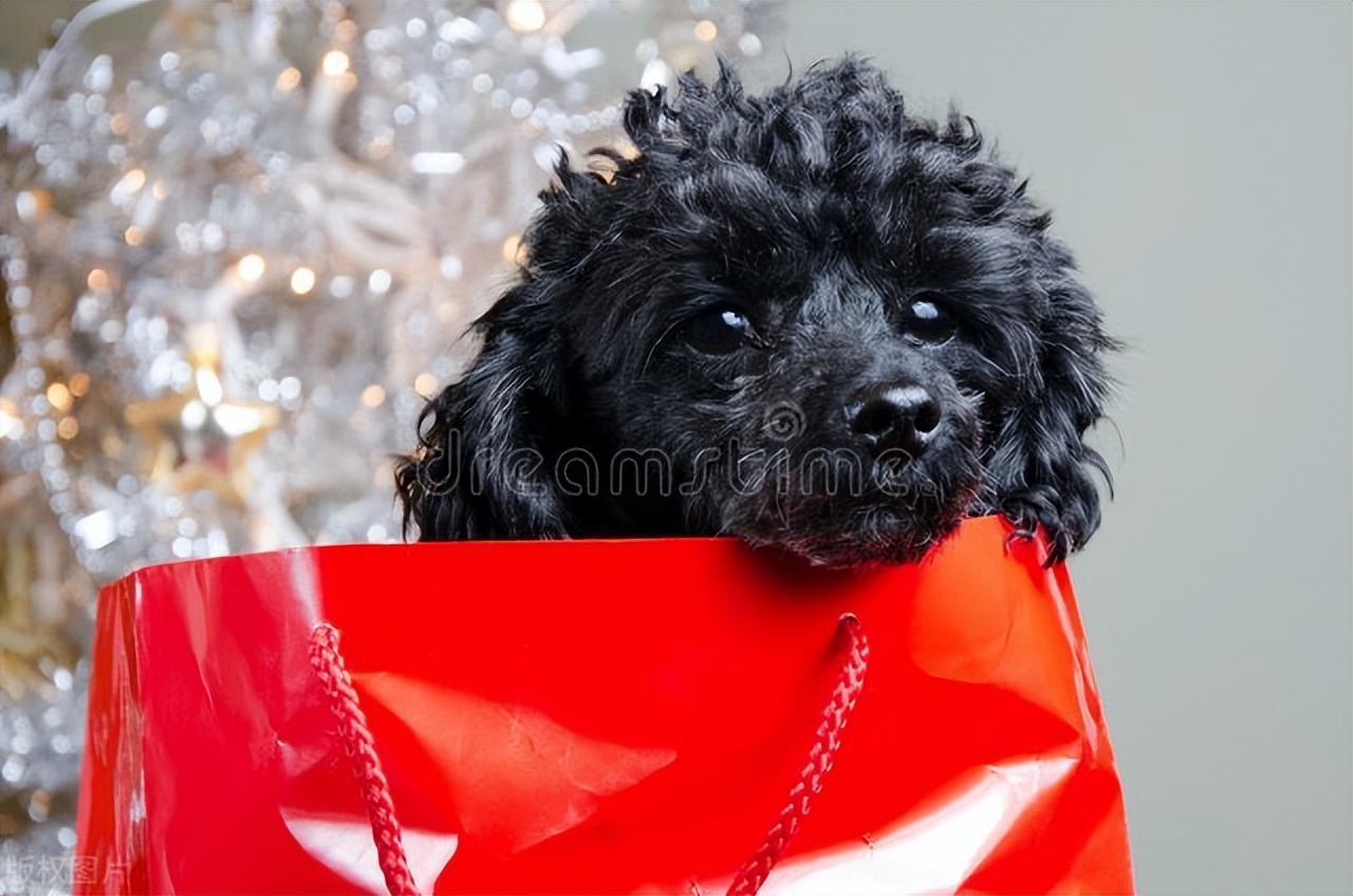 张爱玲的散文因为懂得所以慈悲,张爱玲谈慈悲因为懂得所以宽容