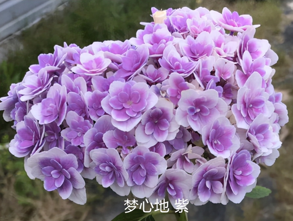 绣球花期一般多久,绣球花期后什么时候修剪