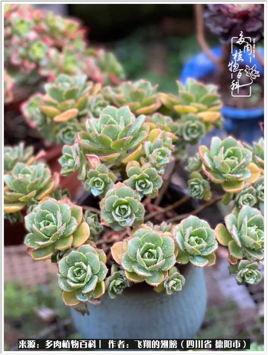 多肉的正确养殖方法冬天怎么养活,多肉怎么养活而且长得快且好看