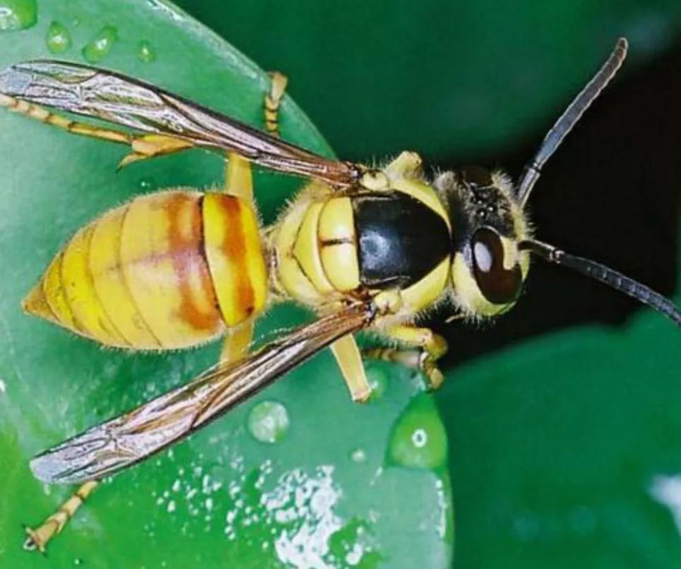 中国十大毒蜂王,十大毒蜂王分别是什么