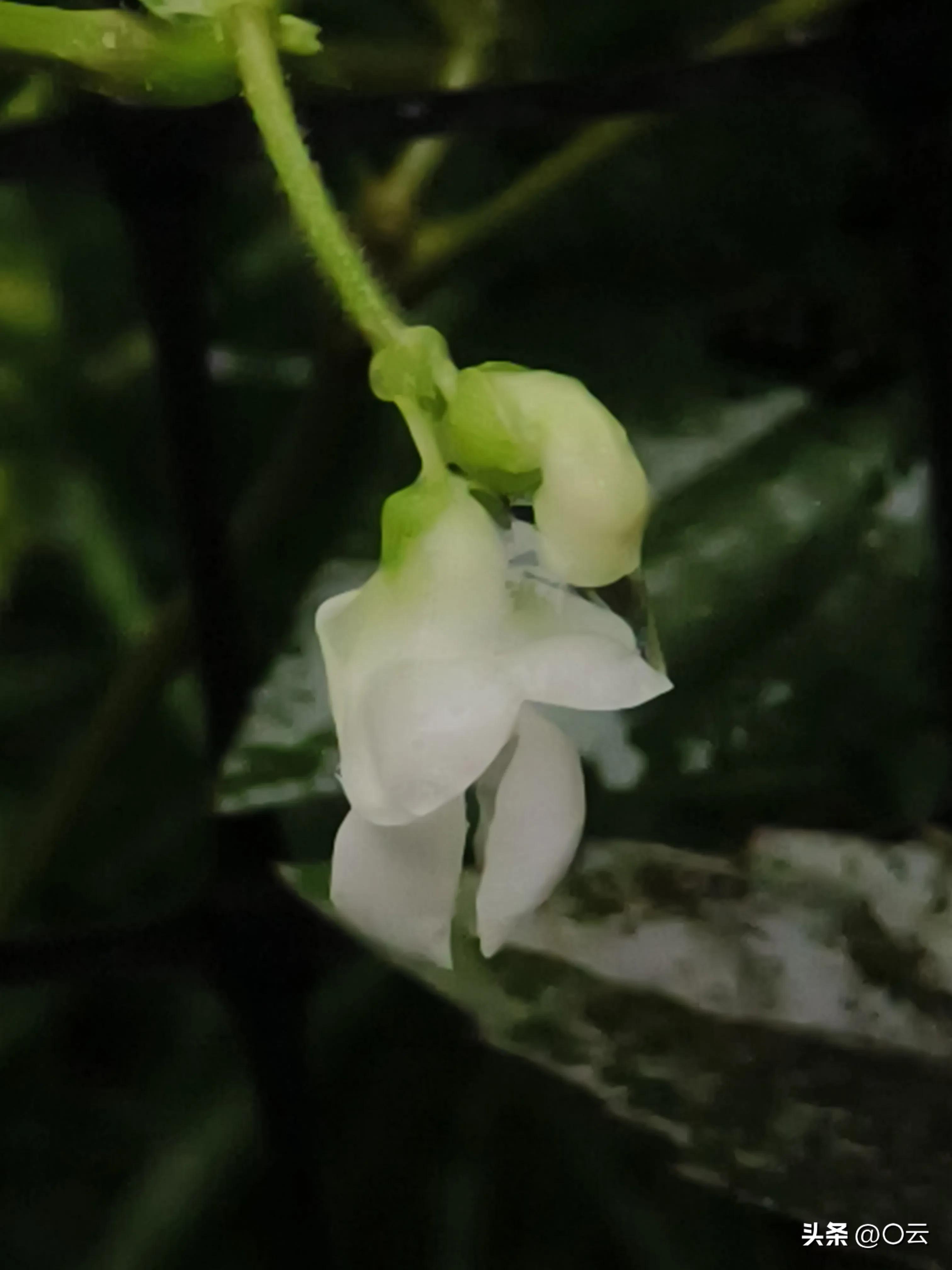 低功耗排名第一，拍照很有个性，无挖孔大直屏