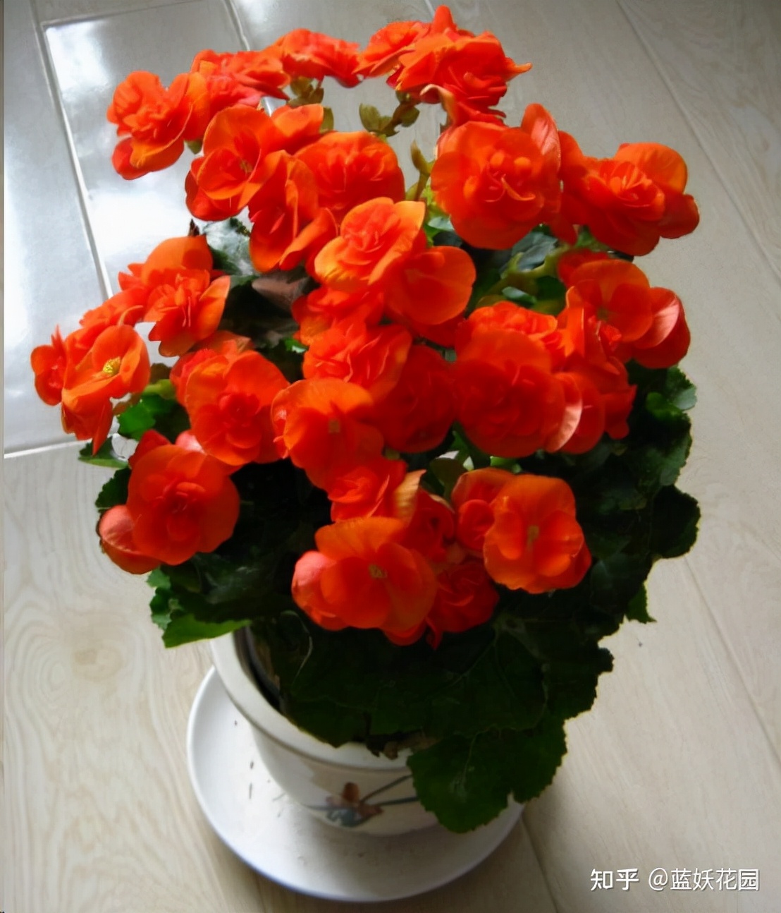 丽格海棠怎么才能养好,怎么才能养好丽格海棠花