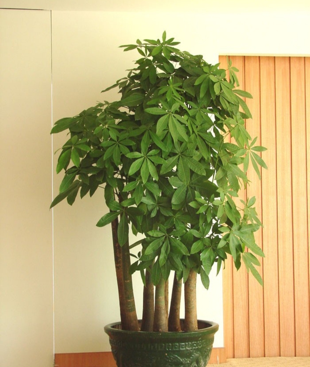 家中养三种花养人旺家,养人旺家聚福气的花