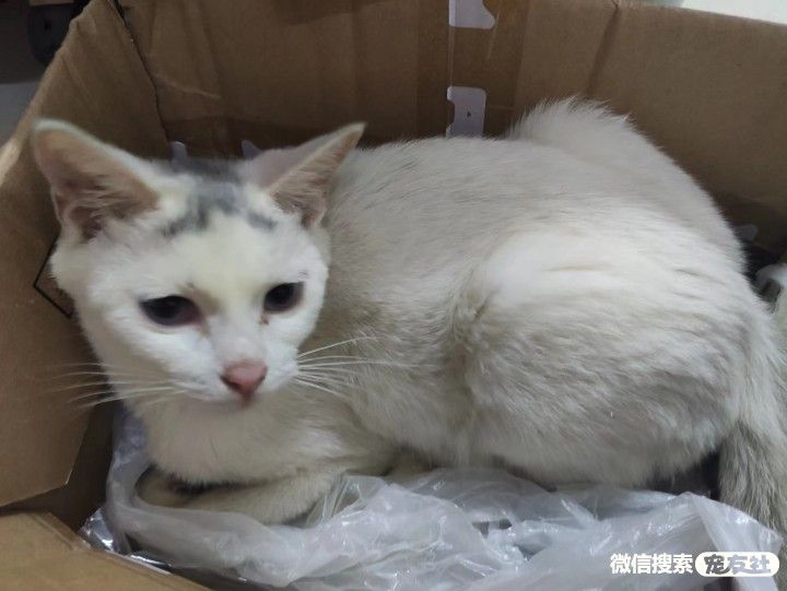 宠物领养、全国宠物*养送**、押金无偿免费领养 20220720