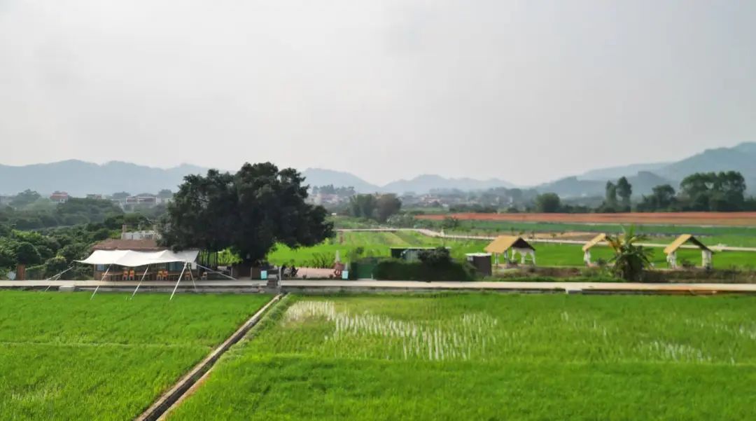 增城|莫丽贤：辞去都市白领职业，返乡创业当“新农人”