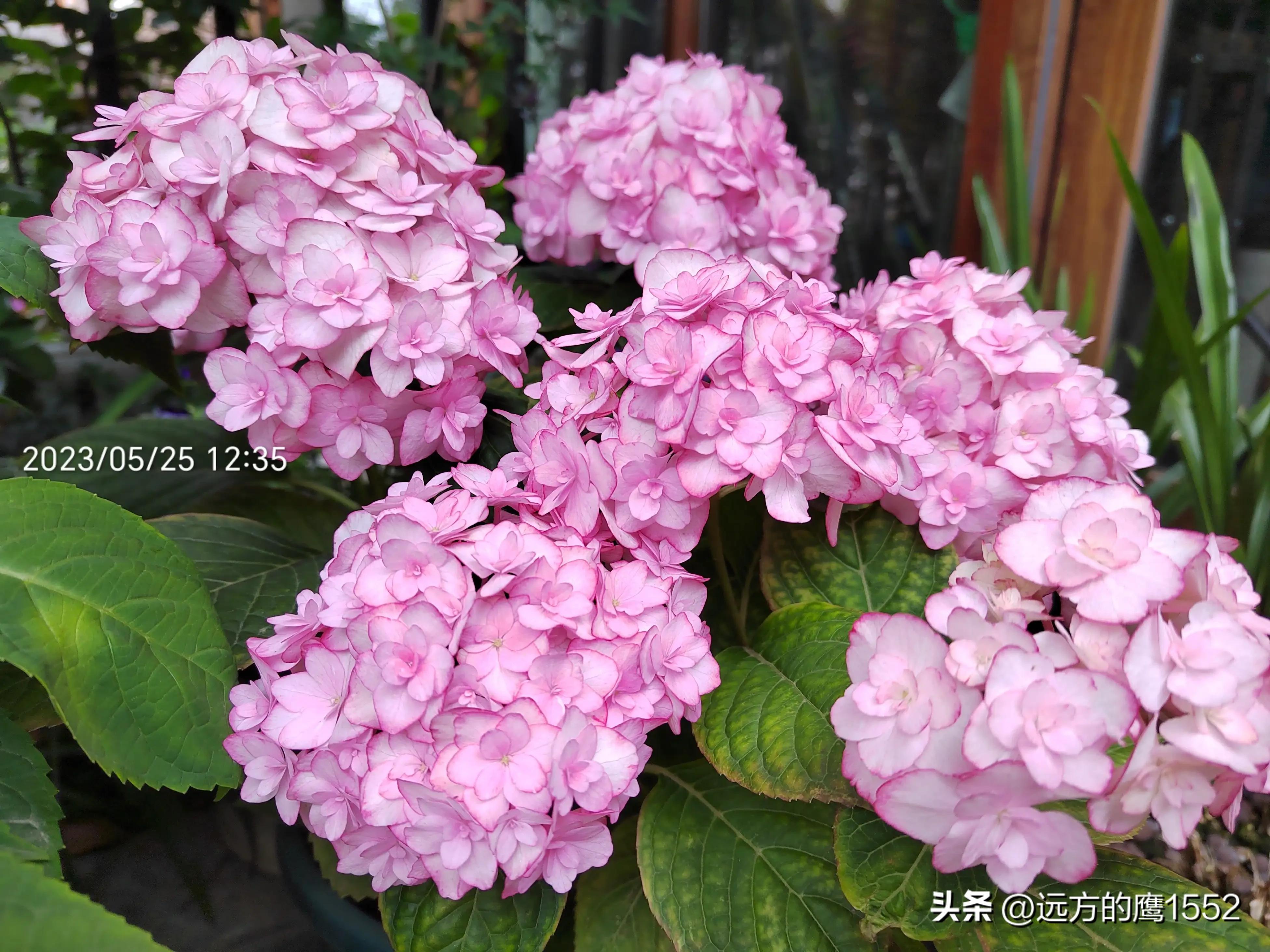 纱织小姐绣球是新老枝开花吗,绣球纱织小姐开花后的养护