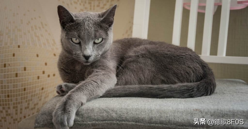 世界十大最昂贵的猫品种,世界上最昂贵的十个猫品种