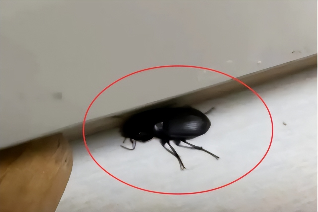 家里出现小黑蟑螂,人类投放蟑螂到火星
