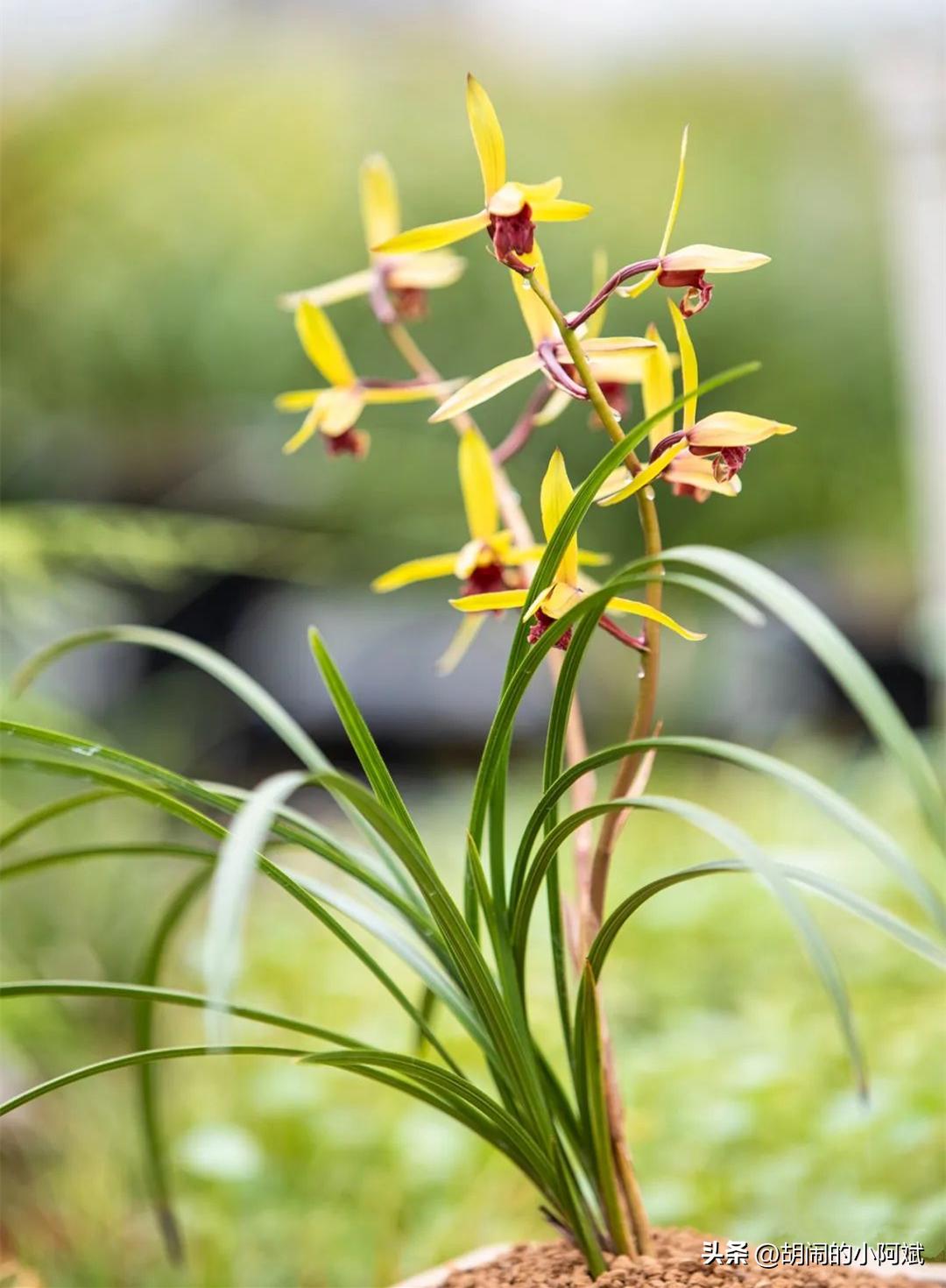 雪中兰花图片,兰花四季兰最好最香的品种