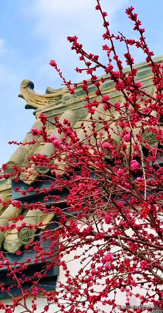 鸟语花香百花争艳让人陶醉,宁静祥和鸟语花香