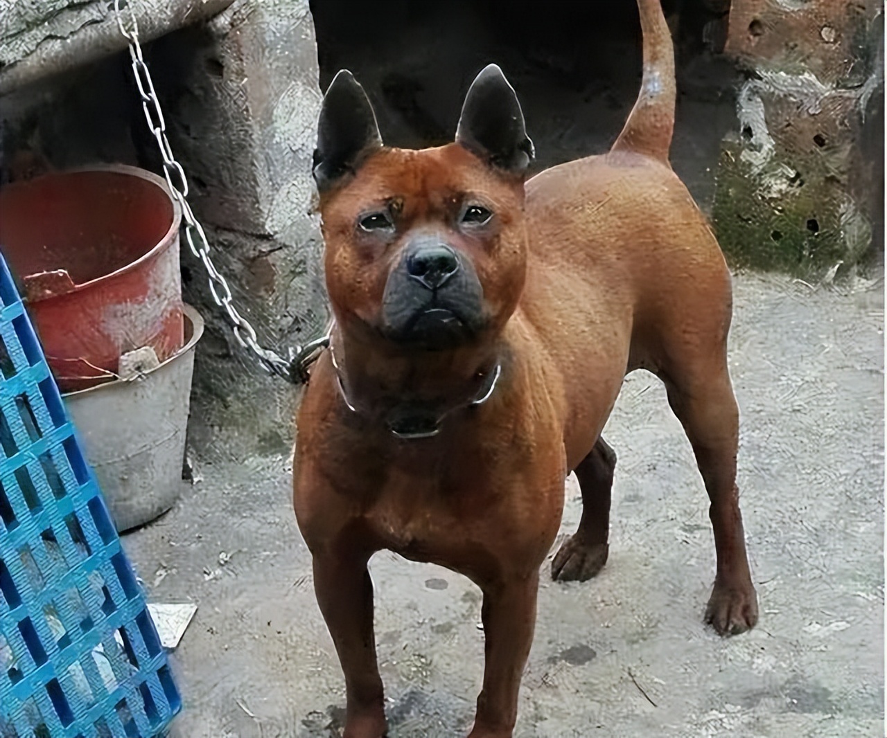 国产猛犬莱州红,中国国产大型猛犬犬种