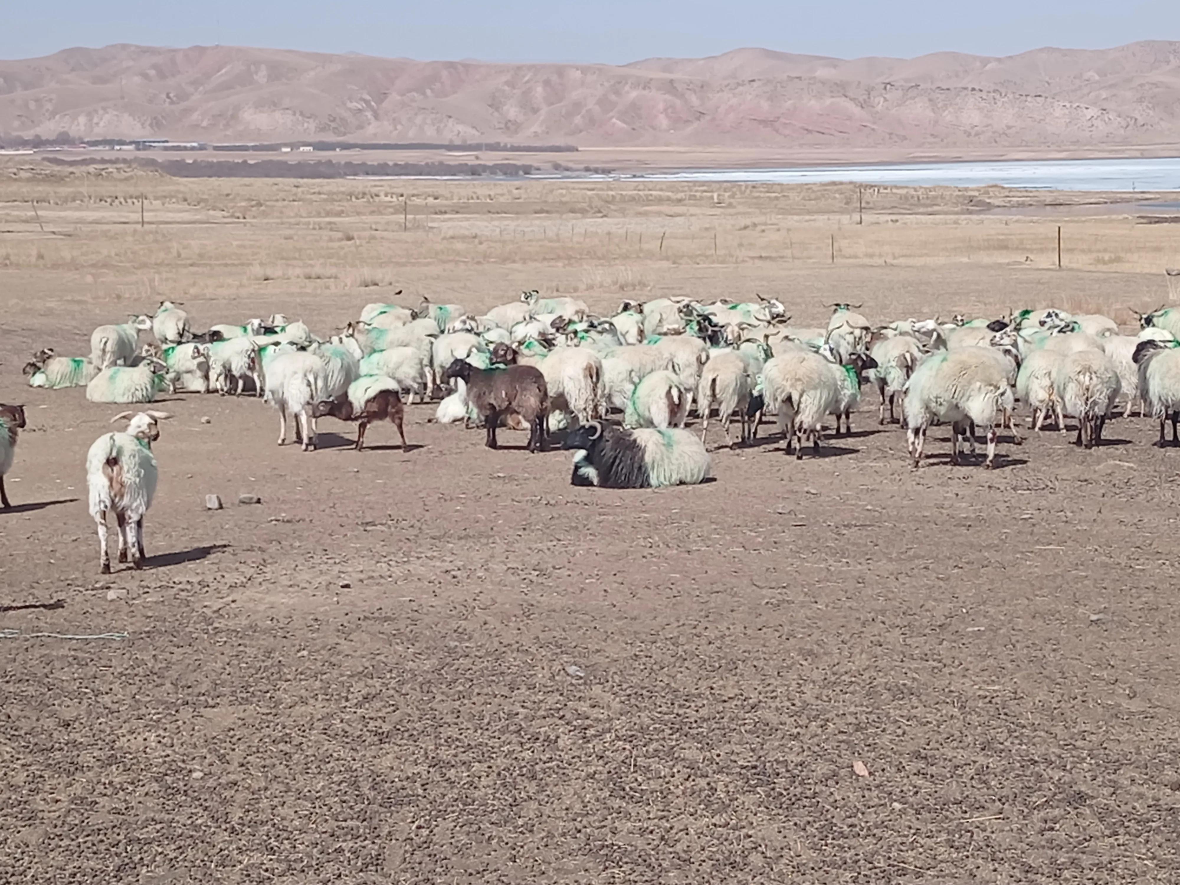农村家庭养羊应注意的几大问题,新手养羊这五点一定要了解