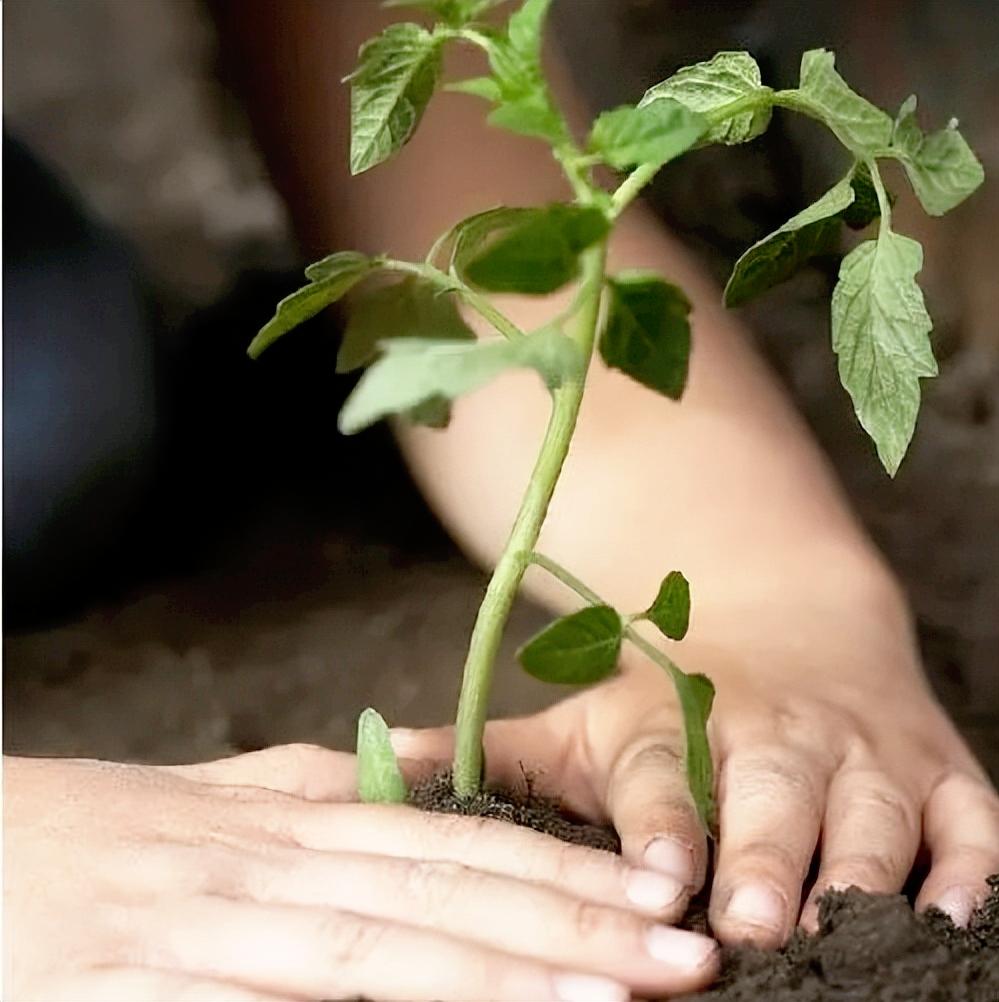 苗移栽后萎蔫了怎么处理,菜苗萎蔫怎么补救