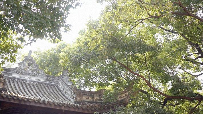 成都不得不去的文艺中式茶馆,带你打卡成都老茶馆