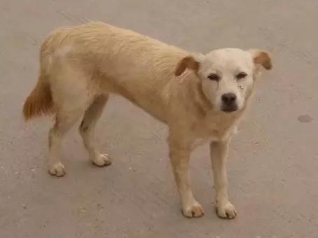 动物自拍超清图片大全,动物自拍的照片图片