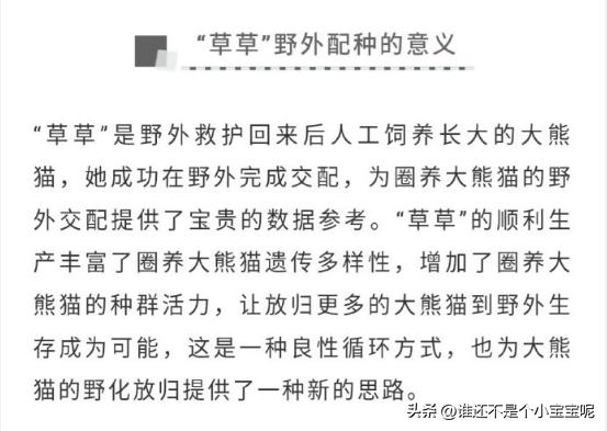 大熊猫草草引种成功了么,大熊猫草草野外引种几次