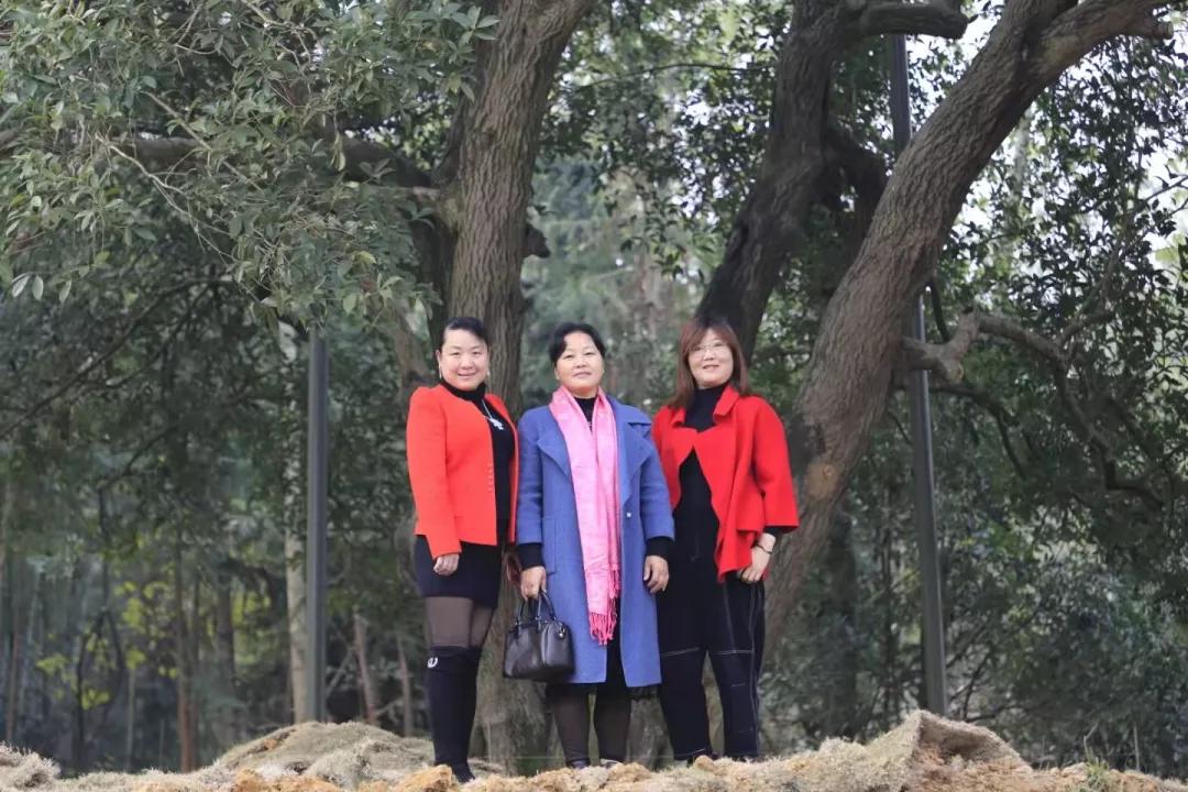 值得来看看古村落,崇阳野生古桂群迎保护性修复