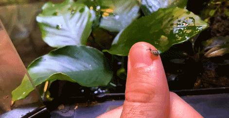 在卧室造一片弱肉强食的危险雨林，会打雷还真的会下雨