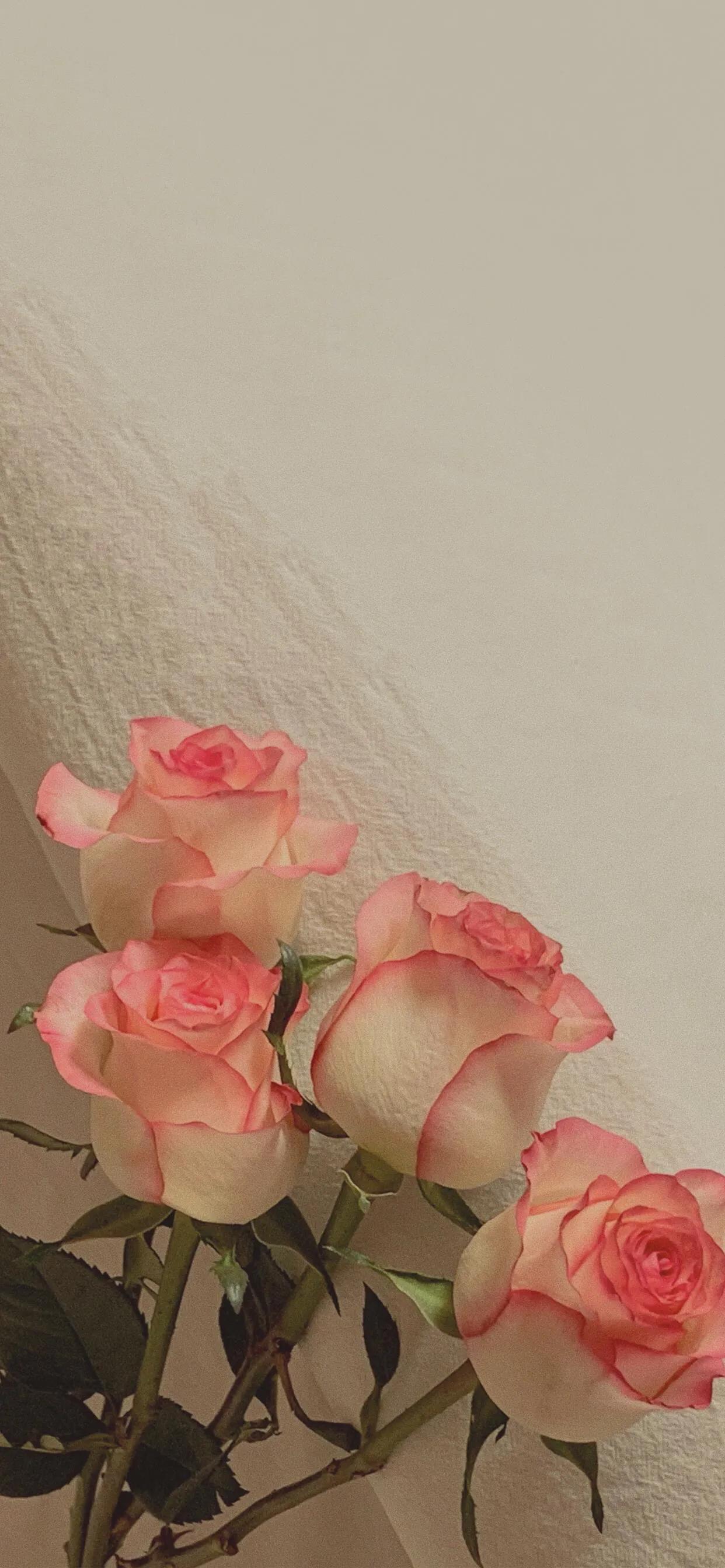 玫瑰壁纸唯美伤感,壁纸浪漫玫瑰