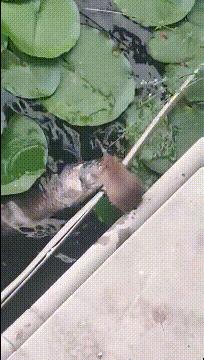 啥叫鸽子蛋,鸽子蛋是啥