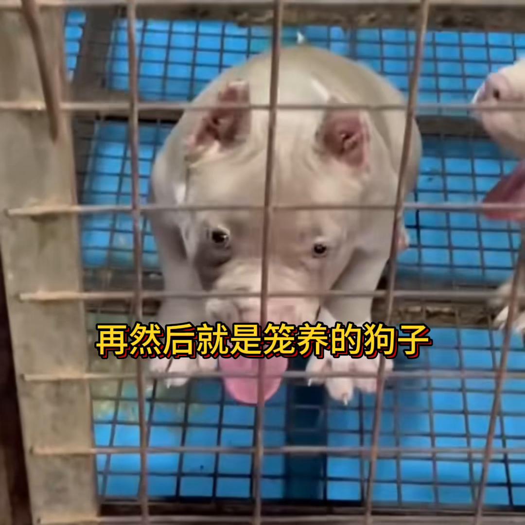 恶霸犬皮肤病混合感染怎么治疗,恶霸犬真菌性皮肤病用什么药