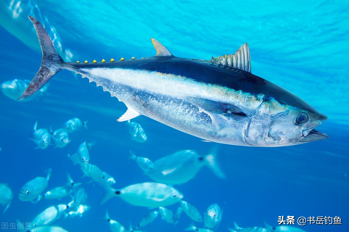 钓鱼网红手竿钓金枪，16号线秒切钓钩拉直！劝大家擦亮双眼别被骗