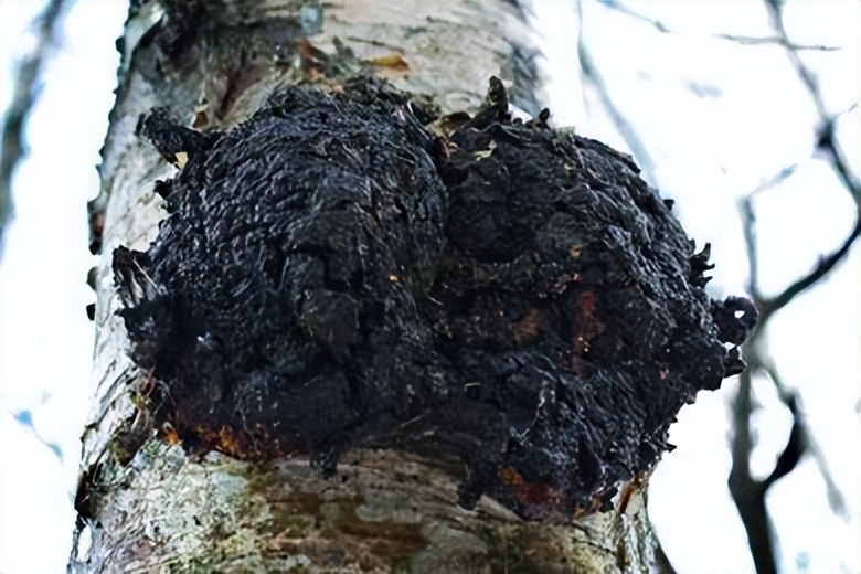 民国的长白山有种山客，他们采“桦树茸”，这活可不是谁都能干的