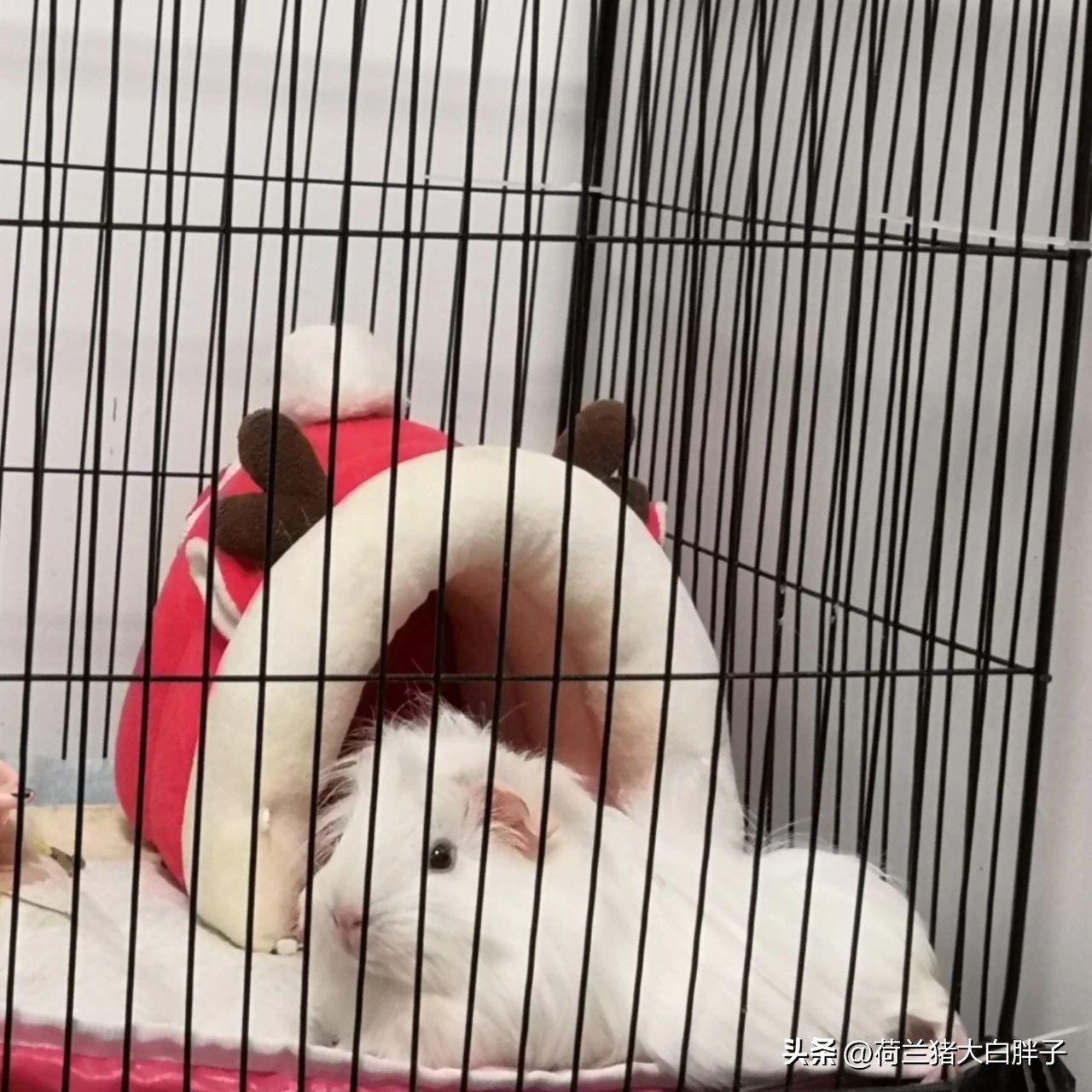 喂养荷兰猪它都吃什么,荷兰猪吃些什么东西怎么喂养的