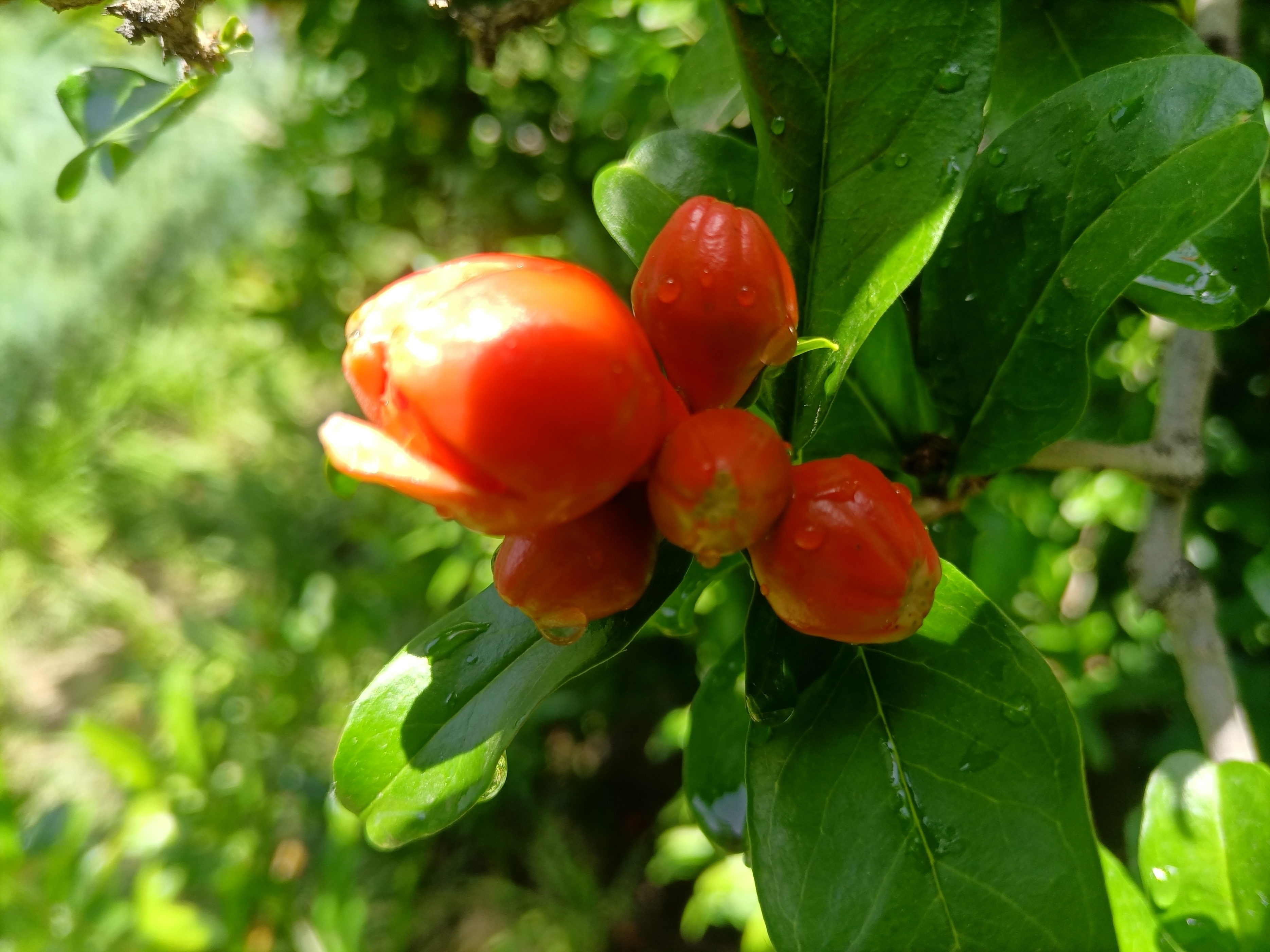 五月石榴花开的唯美诗句,关于石榴花的美文和诗句