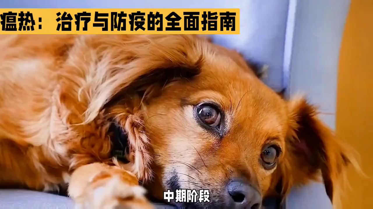 狗狗犬瘟热的治疗,狗狗犬瘟治疗的时候要注意什么