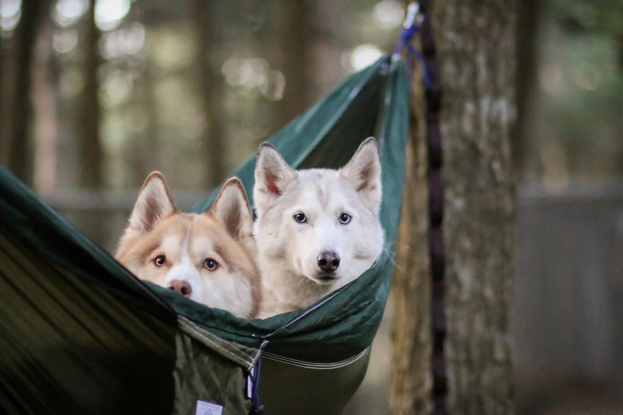 狗狗交配时,为何会连在一起分不开?